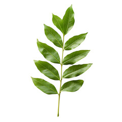 Fototapeta premium Curry Leaf png