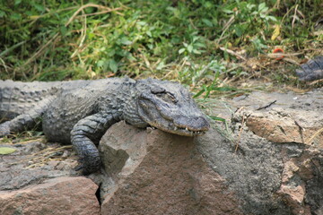 alligator in the swamp