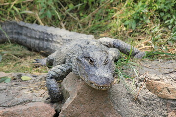 alligator in the swamp