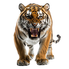 Fototapeta premium Angry bengal tiger roaring wildlife animal predator feline wildcat image on transparent background