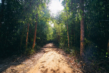 Fototapeta premium Forest Pathway Surrounded by Lush Greenery in Bright Daylight..