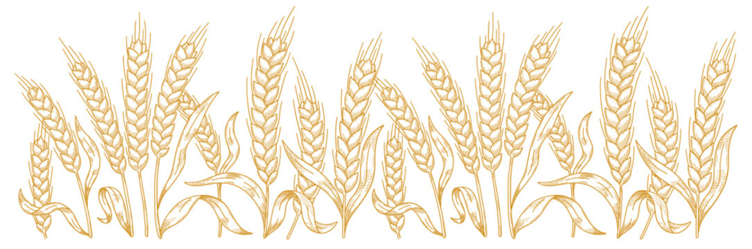 Hand-Drawn Wheat Stalks Vector Illustration
