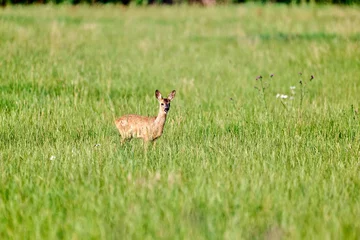 Fotobehang Ree roedeer   © Duvekot Fotografie