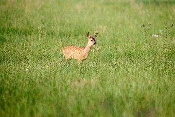 deer in the grass