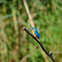 kingfisher at the river