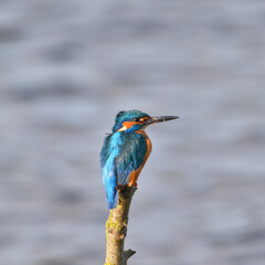 kingfisher at the river