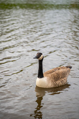 A Canada goose, floating on a lake, stretches its neck and opens its beak aggressively