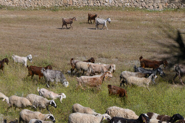 Herd of goats and sheep grazing peacefully on a sunlit field surrounded by stone walls
