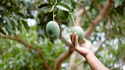 Picking Mangoes: Hand reaching for ripe mangoes on a tree branch. Lush green leaves and sunlight...