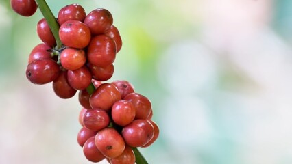 Coffee Bean Harvest: A close-up shot showcasing a branch laden with vibrant red coffee beans, ready for harvesting, highlighting the delicate beauty of nature's bounty.