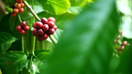 Obraz premium Coffee Beans on Branch: Ripe red coffee cherries cluster on a branch, nestled amongst vibrant green leaves, hinting at the rich brew to come.