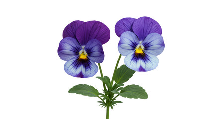 Isolated Two Pansy Flowers