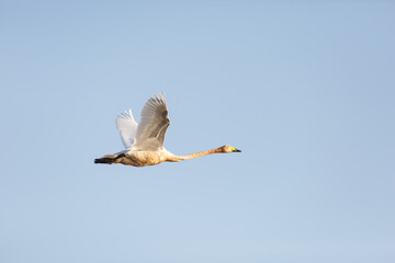 Whooper swan (Cygnus cygnus) flying, clear blue sky