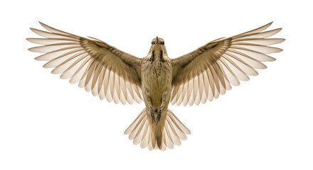 Obraz premium Isolated Bird in Flight