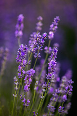 Blooming Lavender Flowers in a Provence Field Under Sunset light in France. Soft Focused Purple Lavender Flowers with Copy space. Summer Scene Background