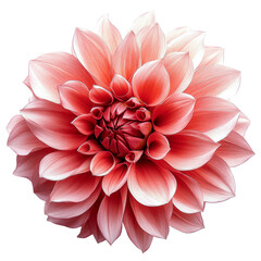 dahlia flower - coral pink petals on white background © Dien