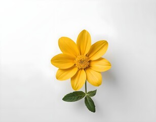 Fototapeta premium Single Yellow Flower on White Background