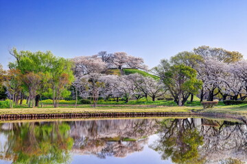 さきたま古墳公園の桜