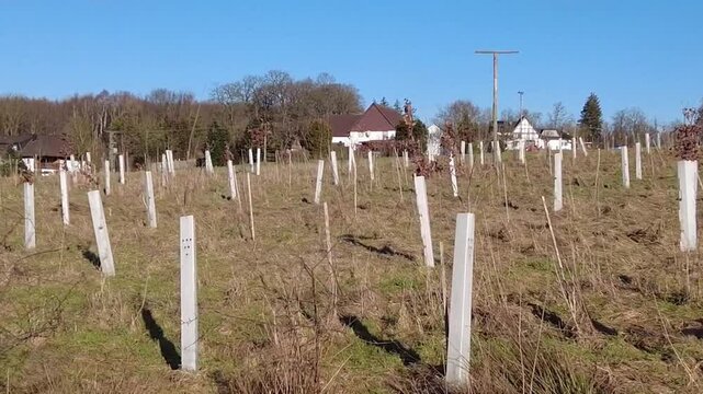 reforestation with tree seedlings with plastic tubes around stem growing in rows
