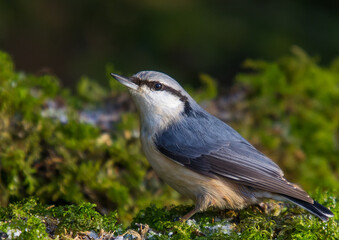 Eurasian nuthatch - in winter at a wet forest
