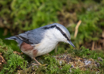 Eurasian nuthatch - in winter at a wet forest