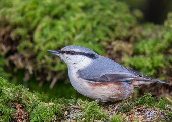 Eurasian nuthatch - in winter at a wet forest