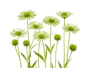 Obraz premium Light Green Gaillardia Flowers