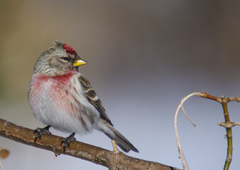 Common Redpoll - in early spring at wetland