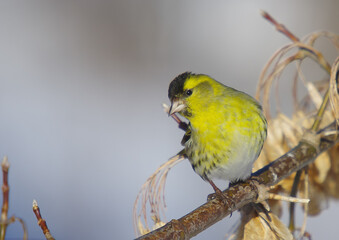 Eurasian Siskin - male bird in early spring at a wetland