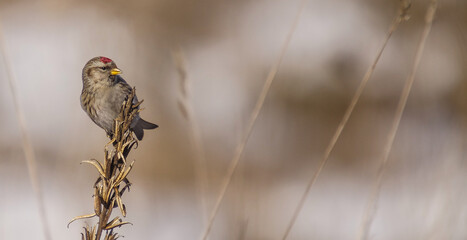 Common Redpoll - in early spring at wetland