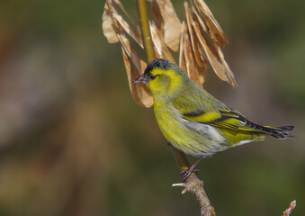 Obraz premium Eurasian Siskin - male bird on early spring at a wetland