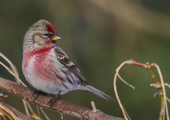Common Redpoll - in early spring at wetland