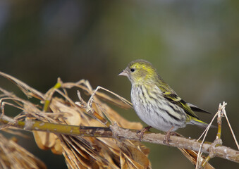 Eurasian Siskin - female bird on early spring at a wetland