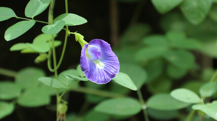 Butterfly Pea Flower or Blue Pea Flower or called as "Bunga Telang