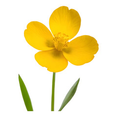Fototapeta premium Bright yellow buttercup flower with a green stem and leaves isolated on white