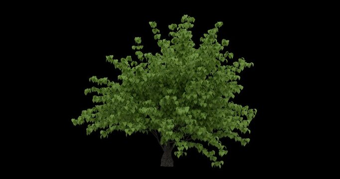 3D Filamentia  tree animation with moving leaves on alpha channel	

