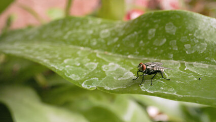Fototapeta premium Close-up of a housefly on a green leaf. Macro photography of a housefly on a green fern.