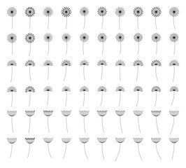 Dandelion Flower Outline