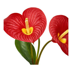 Bright red anthurium flower with waxy finish, popular in tropical floral arrangements
