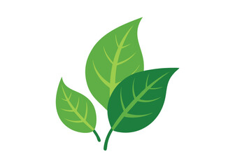 green leaves isolated on white background