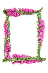 Foxglove flower background border frame on white. Purple floral Summer nature seasonal arrangement for greeting card. Digitalis purpurea.