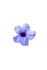 Obraz premium Sophisticated purple flower vector 