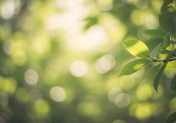 Fototapeta premium green leaves background
