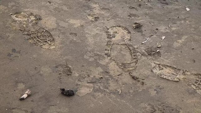 footprints in the sand. shoe prints in the sand. animal paw prints in the sand.