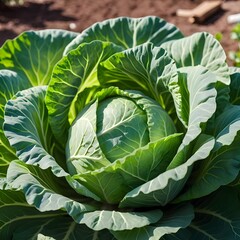 Obraz premium Fresh Green Cabbage Growing in Garden