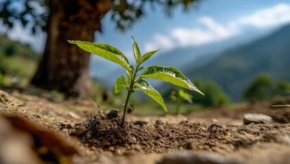 Fresh green seedling sprouting through soil under sunlight with mountain backdrop, ideal for environmental campaigns and sustainable agriculture branding projects.