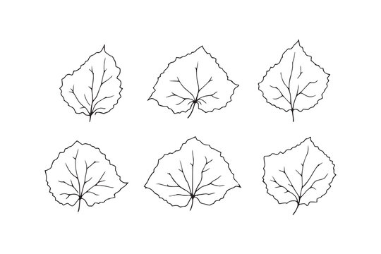 Hydrangea leaf line art