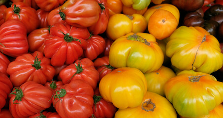 Heap of red and yellow fresh ripe tomatoes in a row, Heirloom tomatoes background