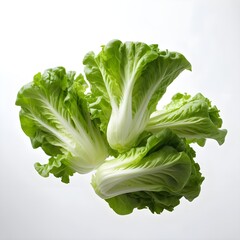 Fresh Green Napa Cabbage Heads