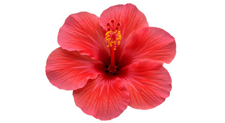 highly detailed flower, petals and stamens. for Design with no background